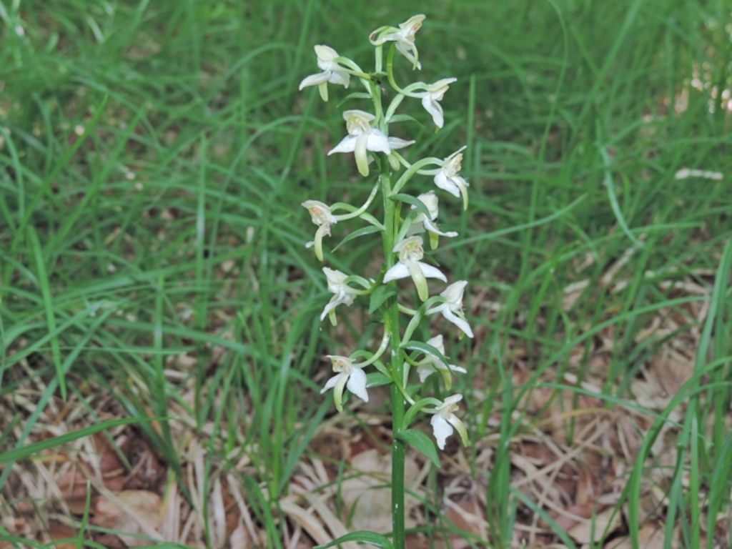 Marche - Platanthera chlorantha